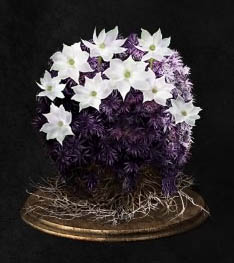 Dark Souls III Комок цветущего пурпурного мха (Blooming Purple Moss Clump)