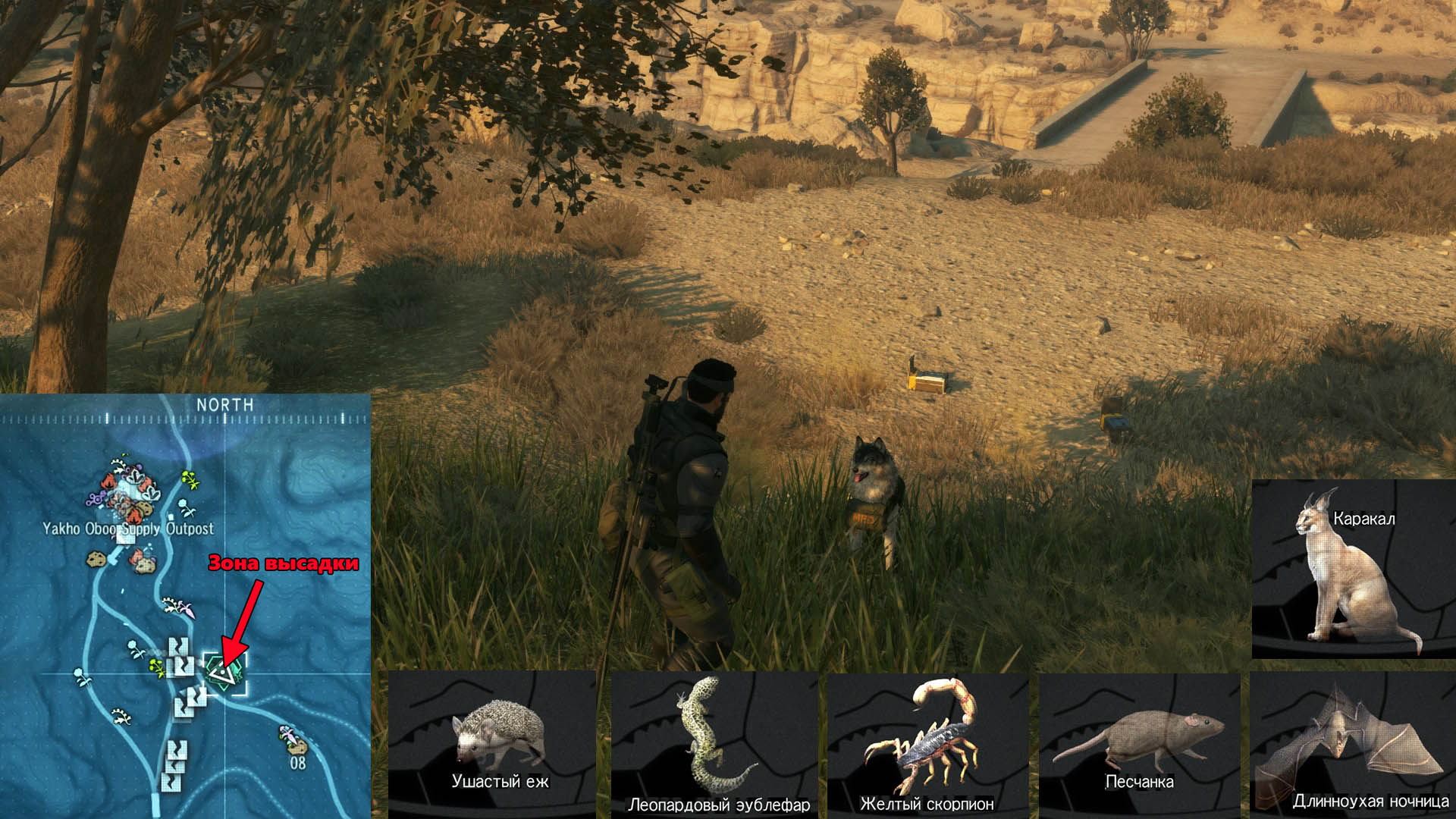 Metal Gear Solid V: The Phantom Pain - Местонахождение Жёлтого скорпиона (Deathstalker)